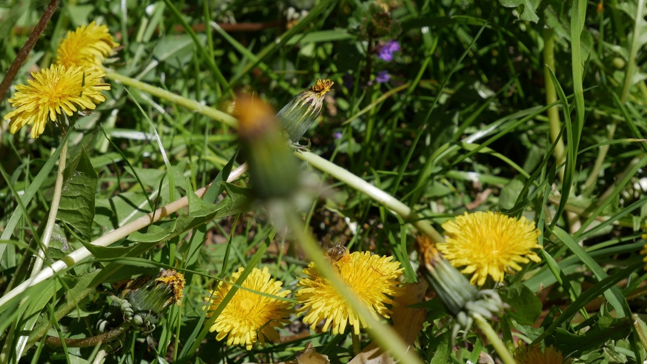 蜜蜂为蒲公英授粉，它从黄花上采集花蜜。视频素材