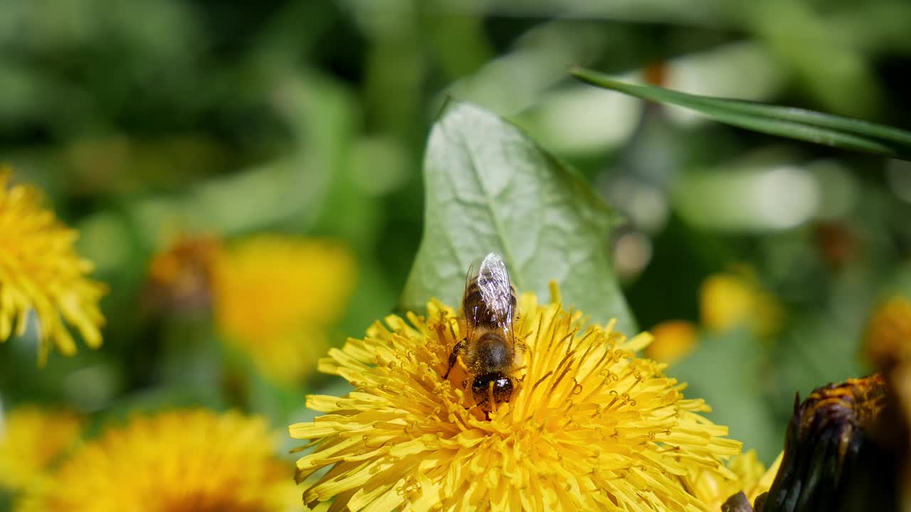 蜜蜂在蒲公英上采花蜜。夏天的一天。视频素材