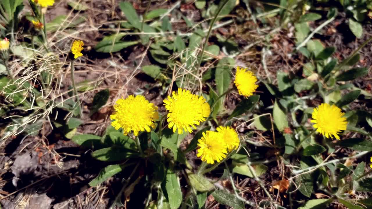 田野里美丽的蒲公英，黄色的花朵，阳光明媚的日子。视频素材