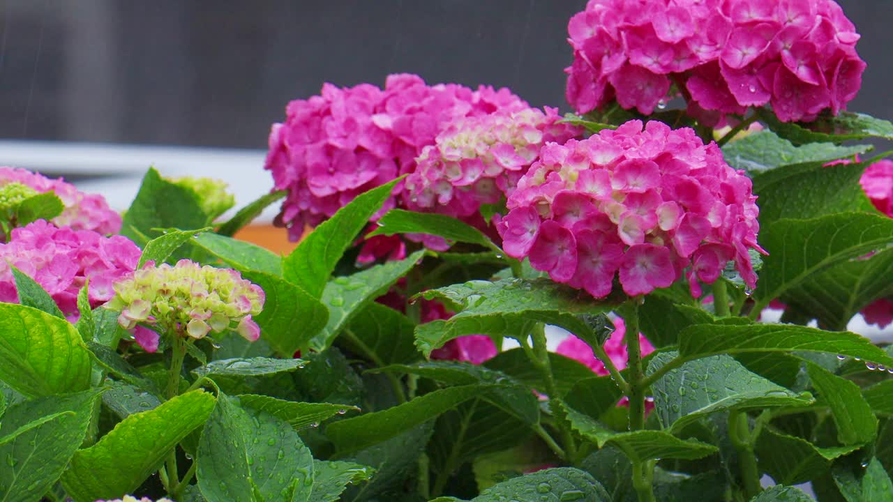 绣球花和道路被雨打湿了视频素材