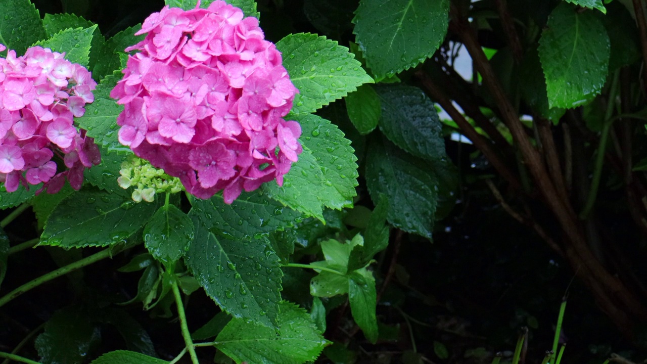 粉红色的绣球花被雨淋湿了视频素材