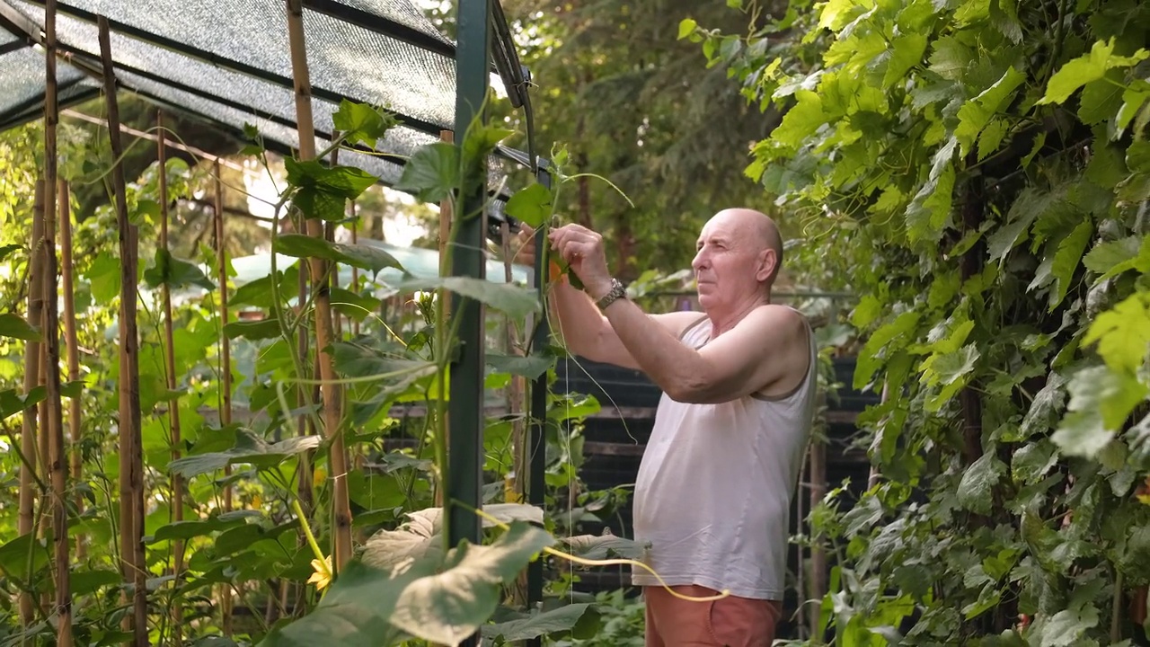 用绳子强制黄瓜植株视频素材