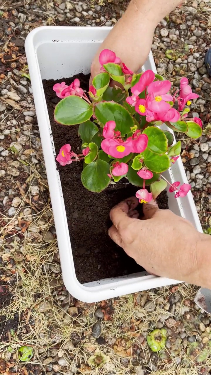 园艺手种花视频素材