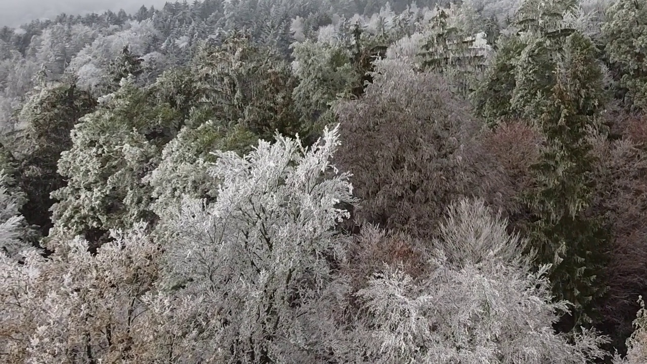 鸟瞰积雪覆盖的冬季松林。视频素材