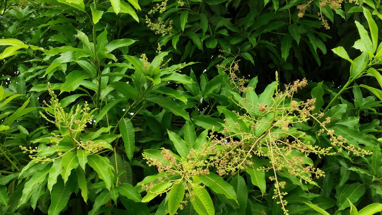 芒果树的花。视频素材