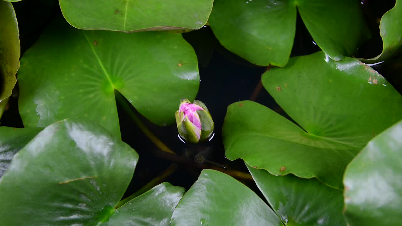 粉红色的睡莲，绿叶盛开在池塘里视频素材