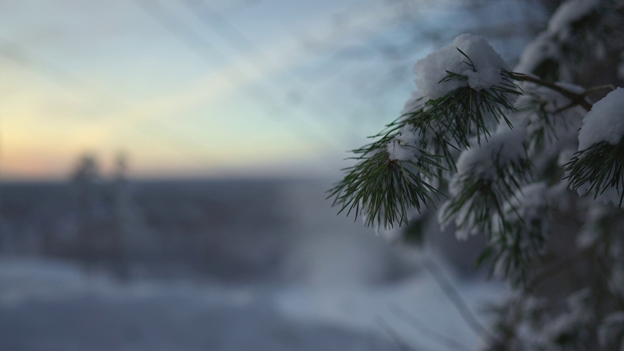 雪从冬林的云杉枝上落下视频素材