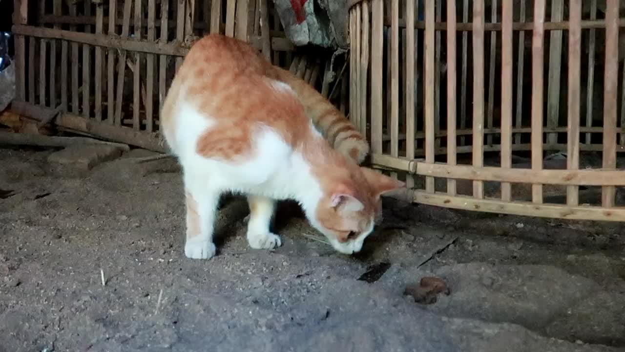 雄姜猫是食腐动物，用刮沙来盖住它的粪便视频素材