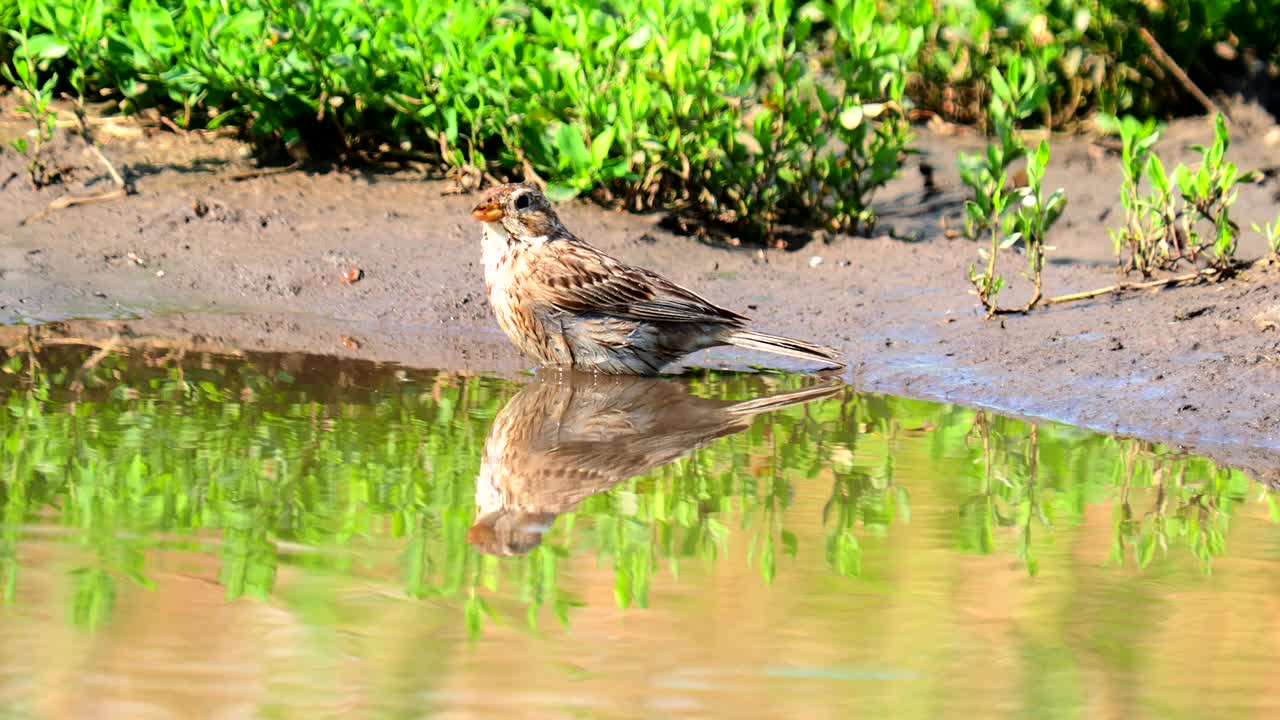 吃玉米的鸟在洗澡，Emberiza calandra视频素材