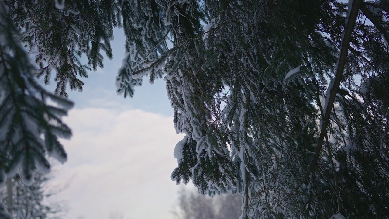 冬天森林里被雪覆盖的树木视频素材