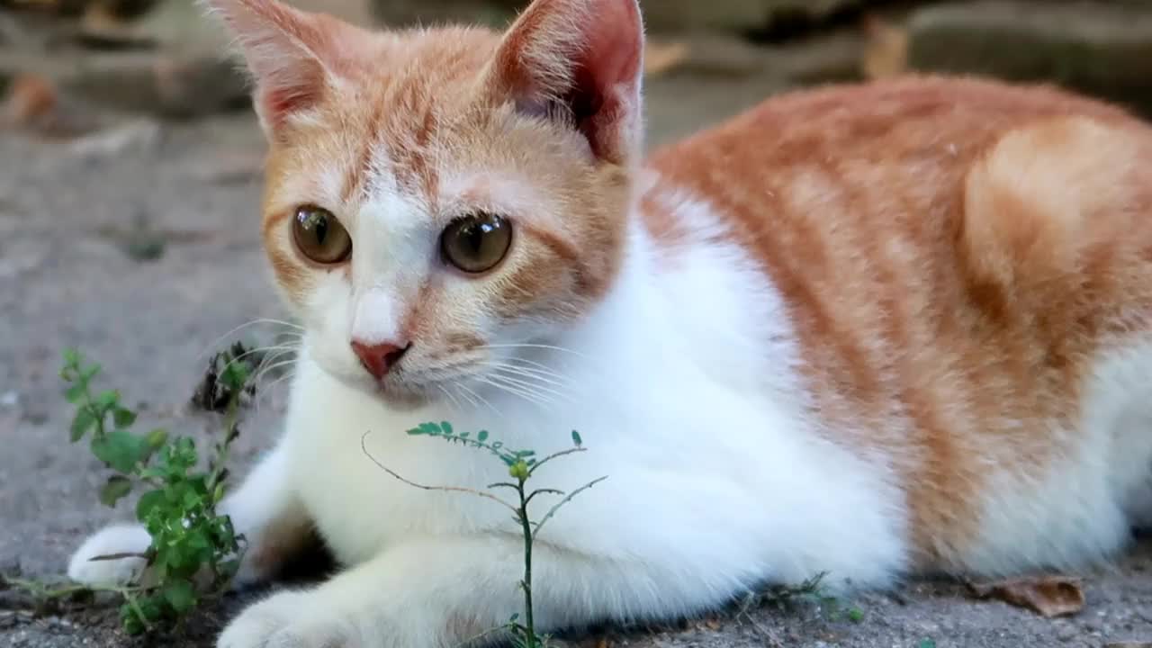 姜黄色的雄猫悠闲地坐在地上视频素材