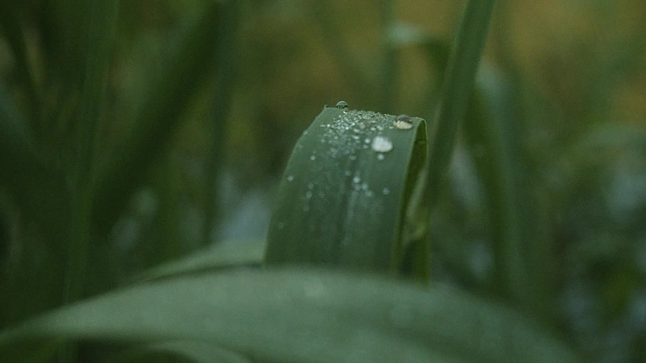 芦苇叶上的晨露视频素材