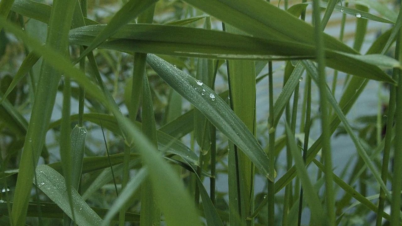 芦苇叶上的晨露视频素材