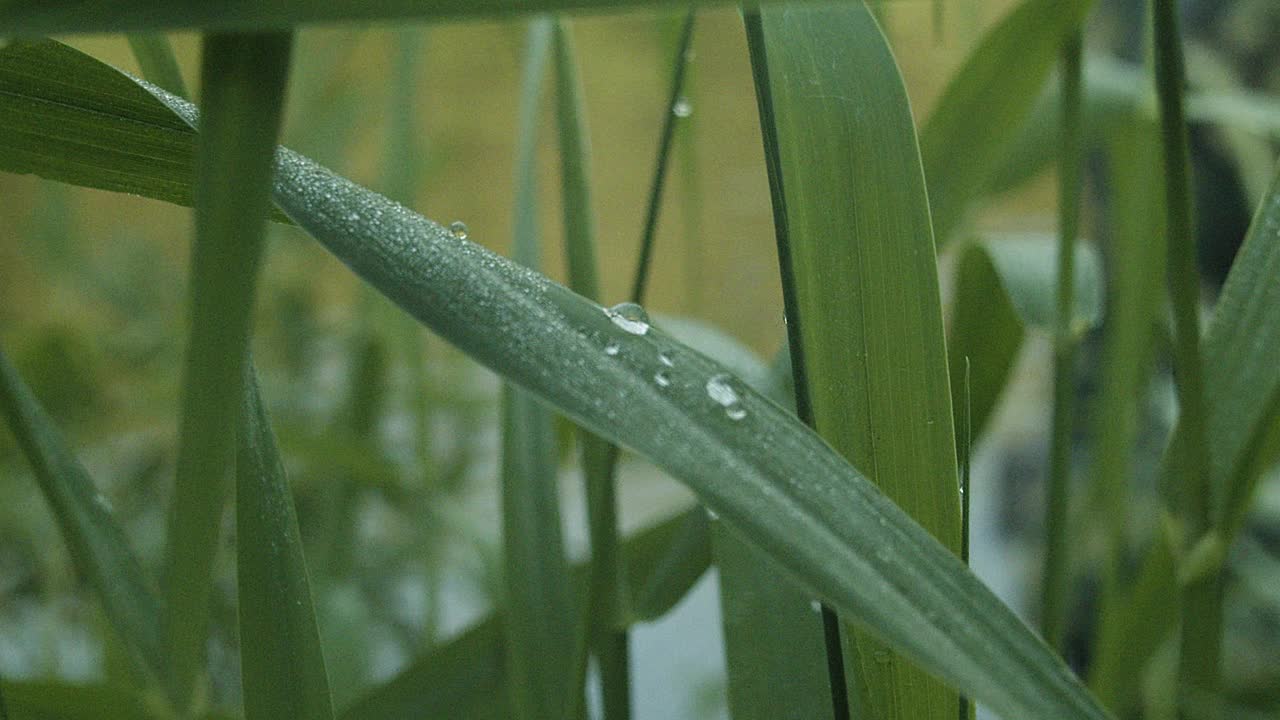 芦苇叶上的晨露视频素材