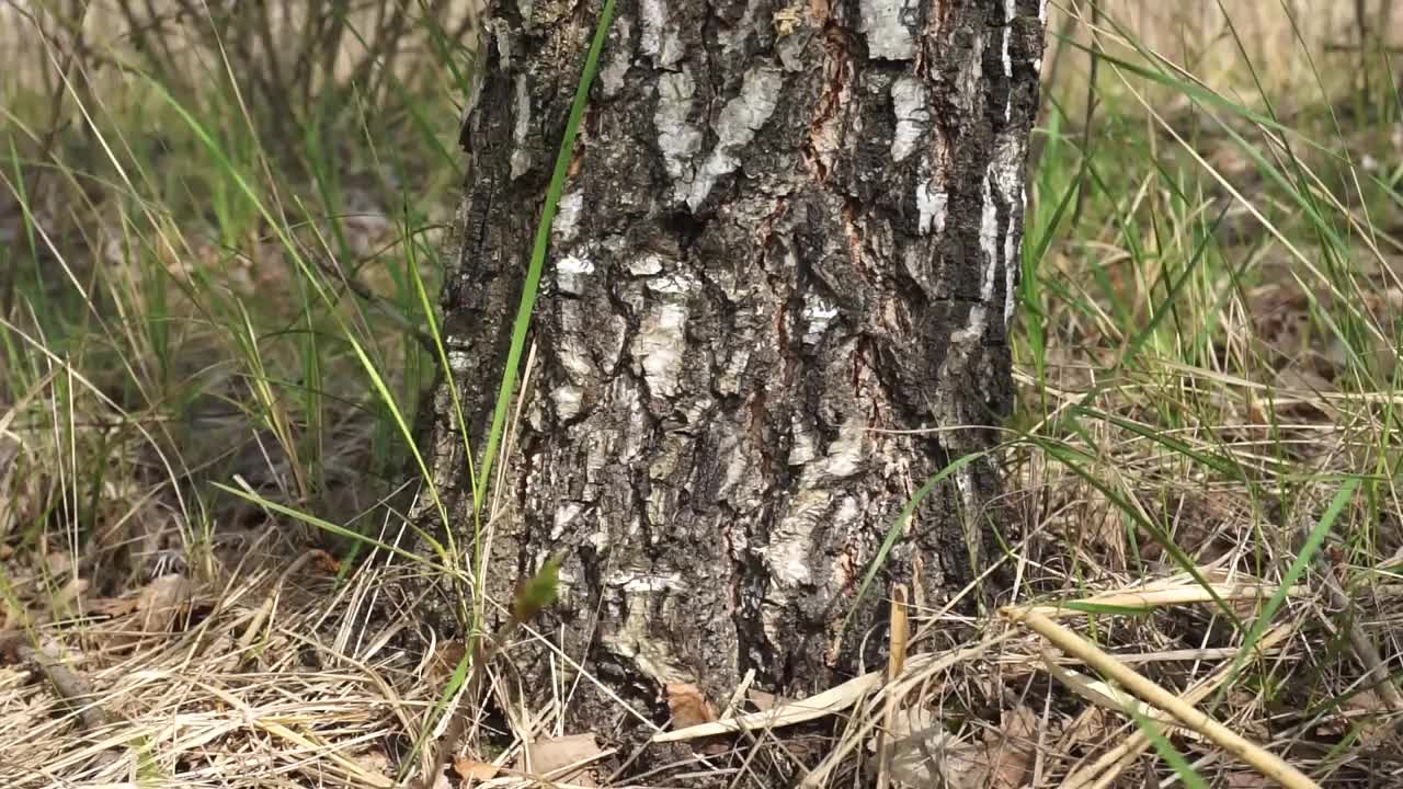 树视频素材