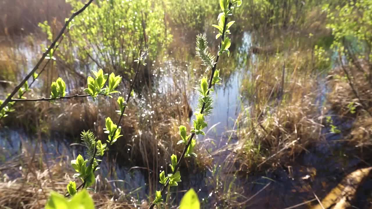 沼泽视频素材