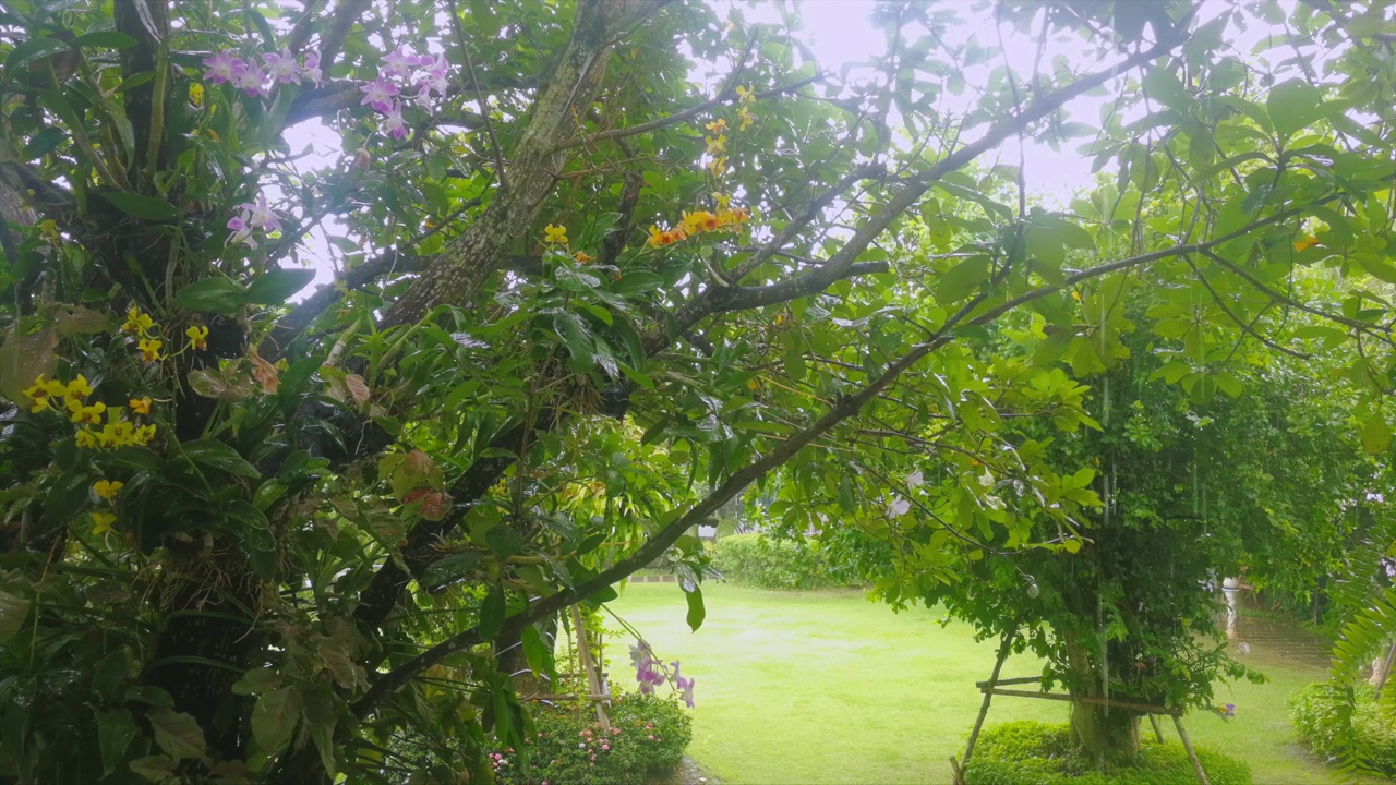 公园里的雨视频素材