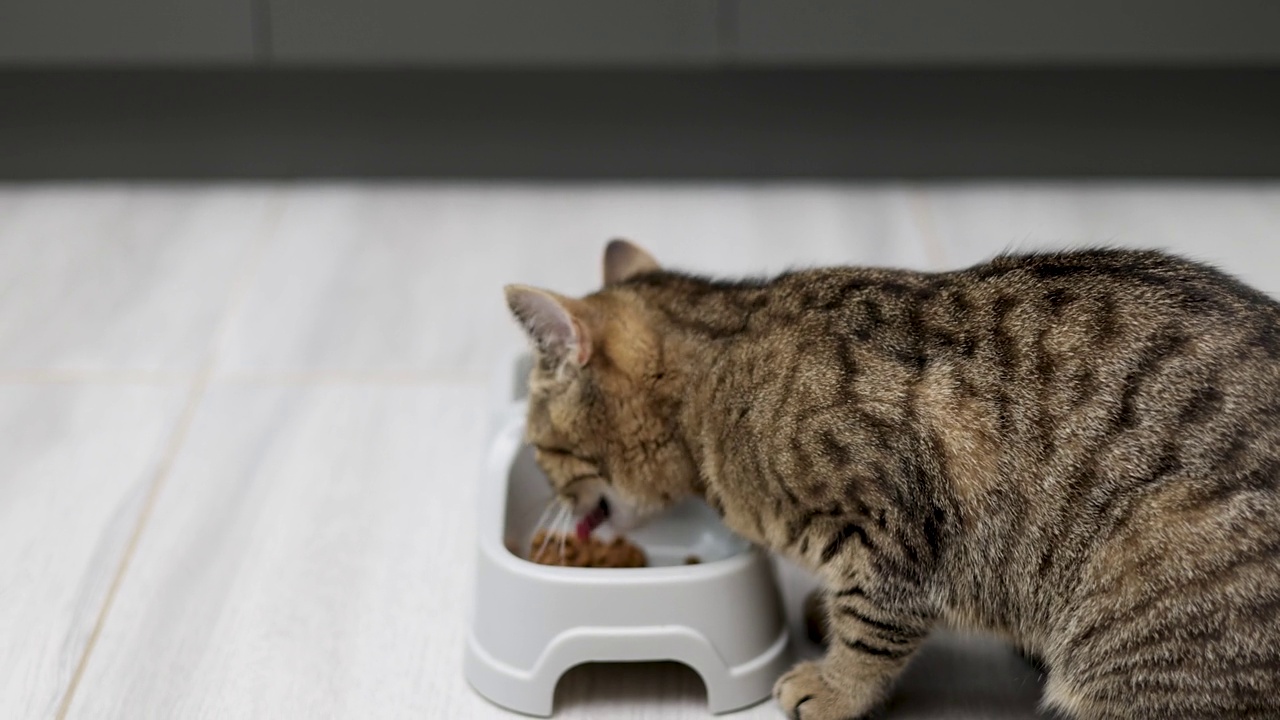 猫在吃碗里的干粮视频素材