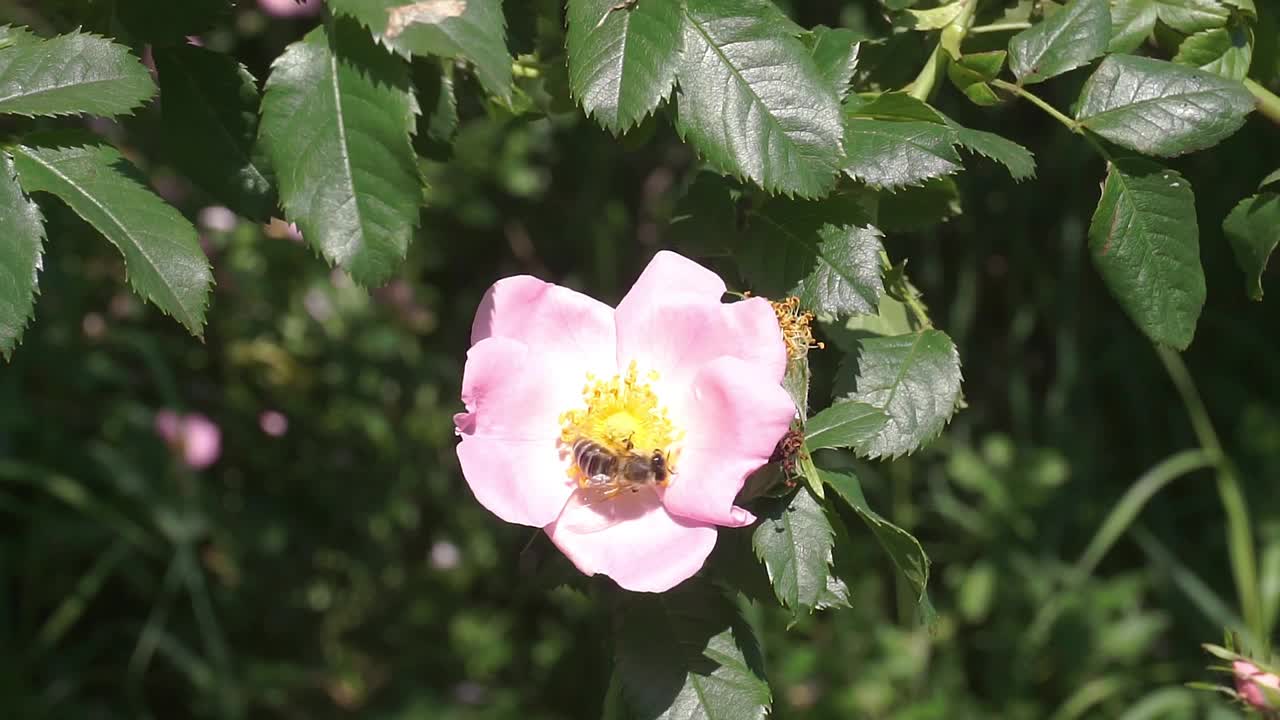 蜜蜂视频素材