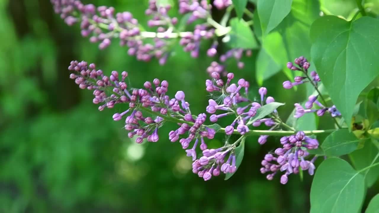 一棵盛开的丁香树。视频素材