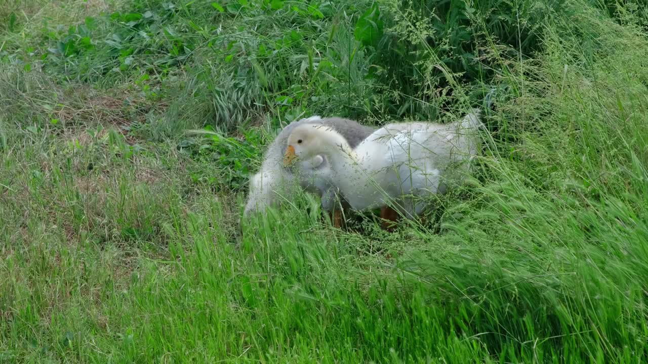 农业的概念。4K慢动作水平镜头。夏天，十几岁的小鹅在村子里散步，吃绿草。家禽灰鹅和白鹅。视频素材