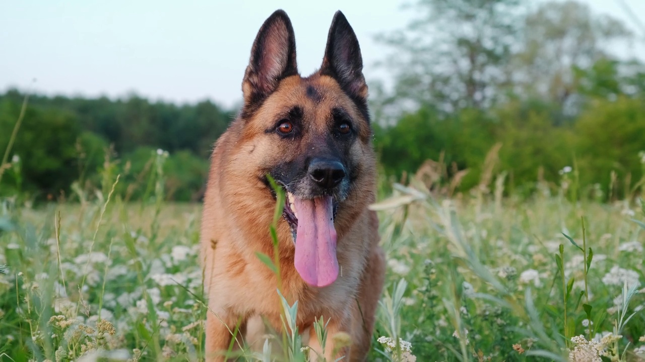 夏日夕阳下，红色德国牧羊犬在公园散步时，站在花丛中。特写肖像。快乐活泼的狗笑着伸出舌头。世界动物日的概念。视频素材