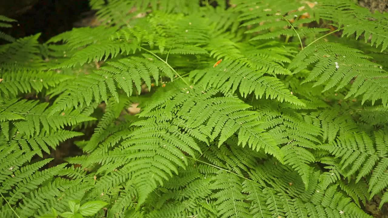 夏日微距摄影中阳光下的绿色蕨叶。新鲜多汁的热带植物叶片在春天的特写摄影。视频素材