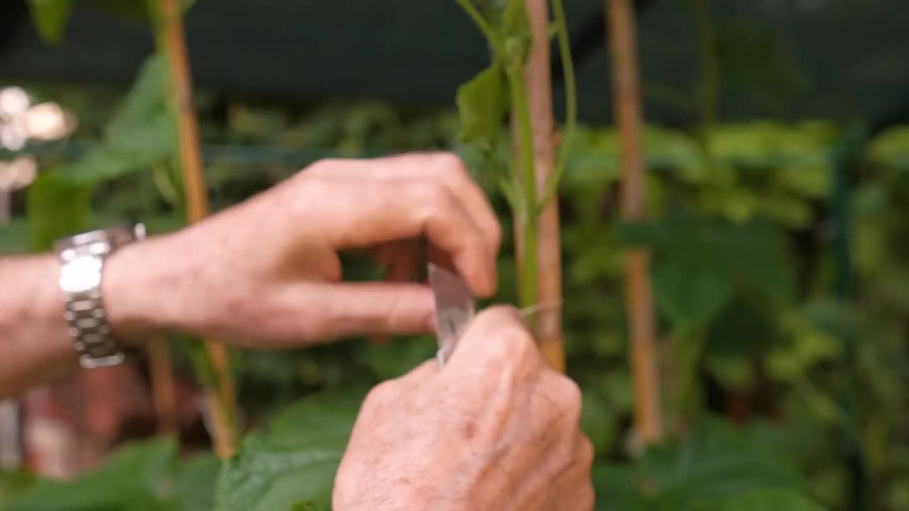 把番茄茎绑在竹竿上生长得更好视频素材