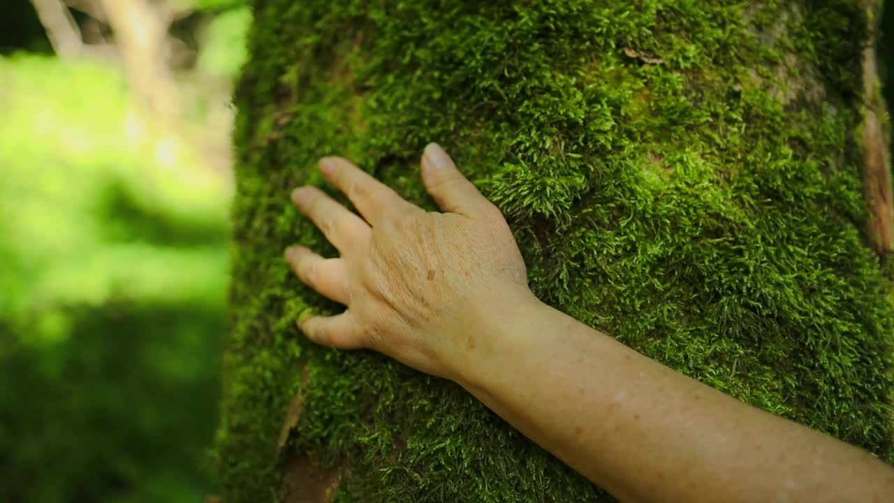 女人的手指轻轻地抚摸着长满青苔的树皮。节约地球，绿色环保一代。保护雨林，拯救环境，绿色运动视频素材