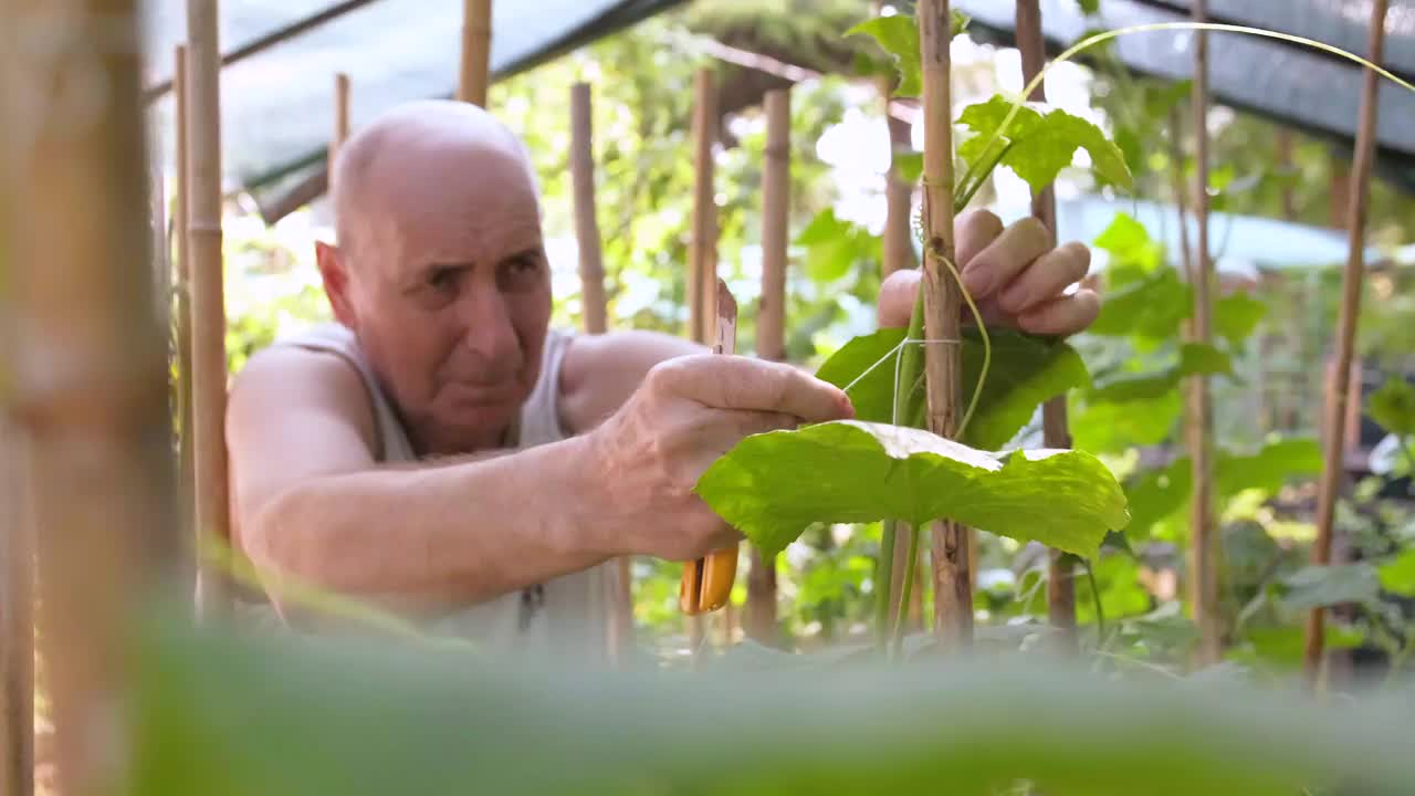 为什么把番茄系在一起很好呢?视频素材