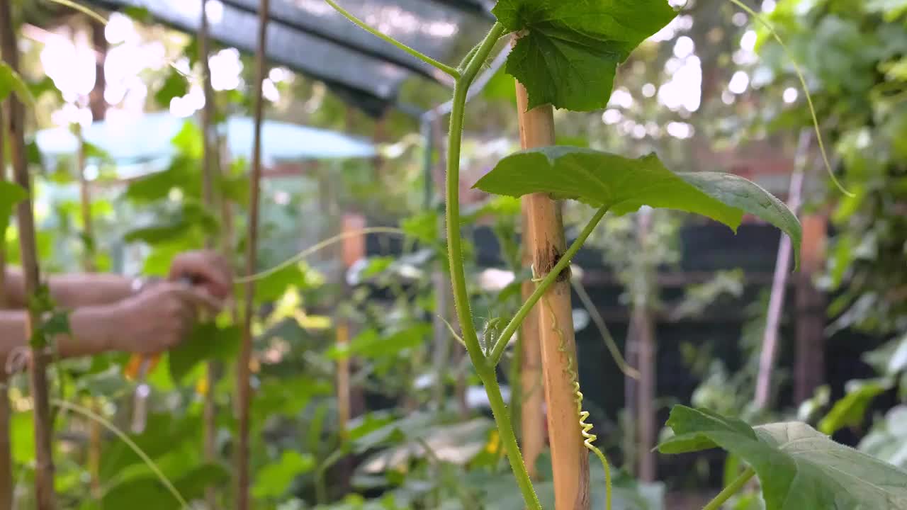 为高大的番茄植株提供支撑视频素材