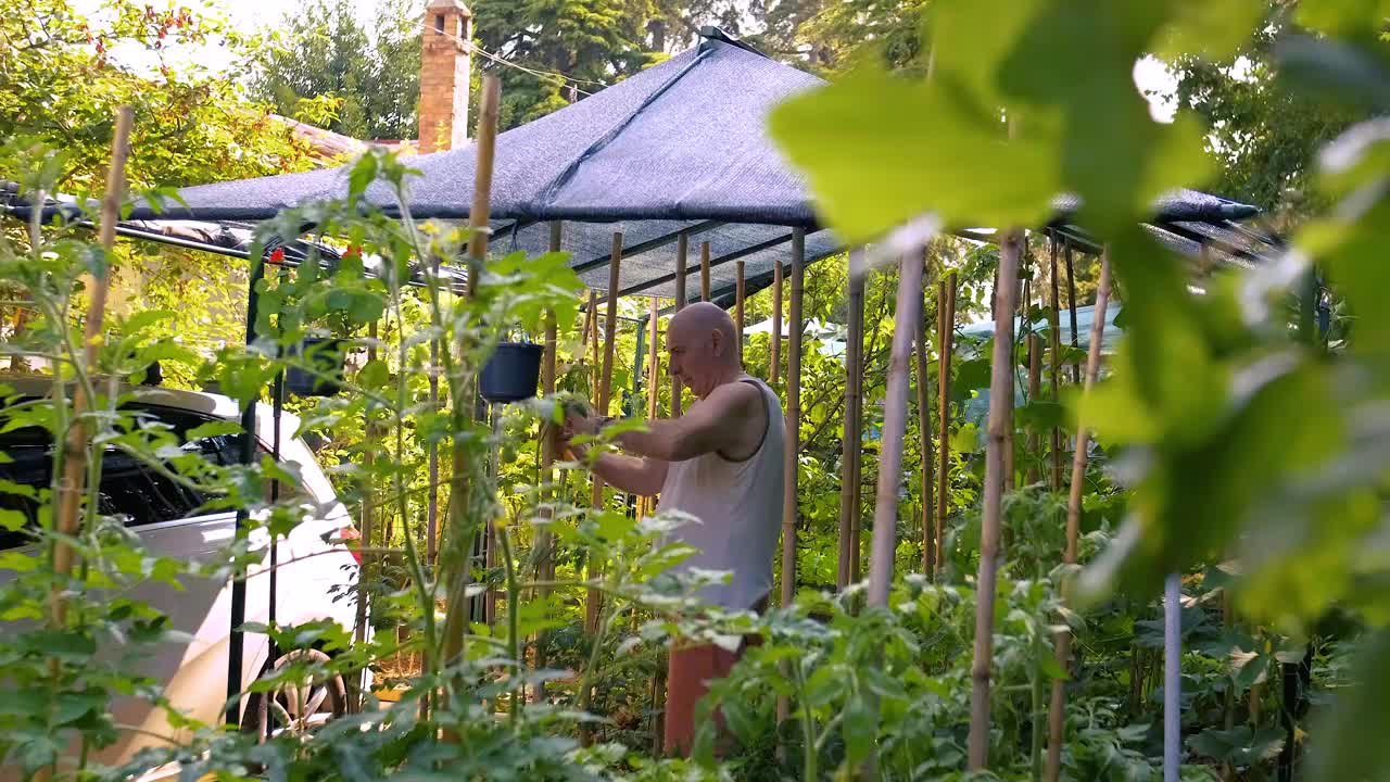 为高大的番茄植株提供支撑视频素材