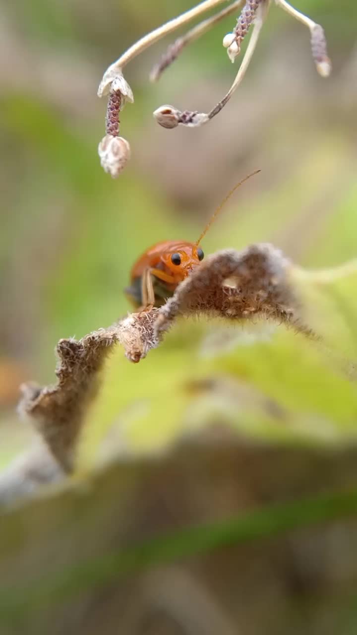 昆虫视频素材