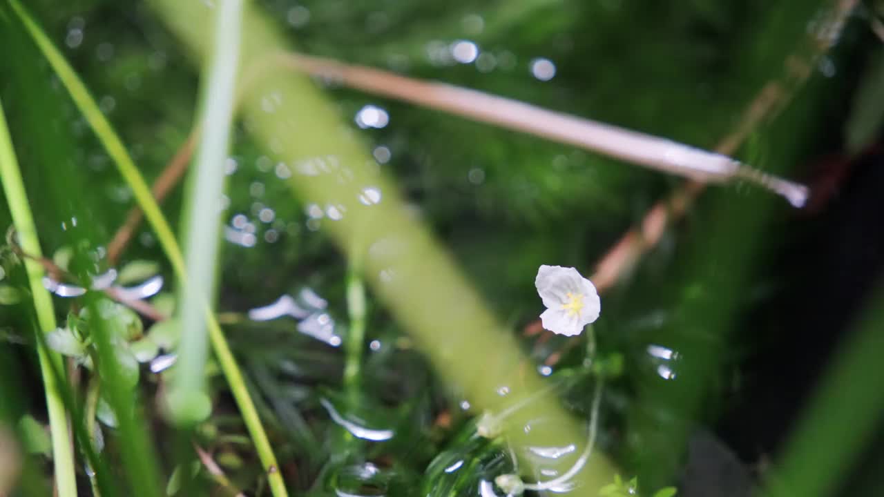 用于光合作用的白花视频素材