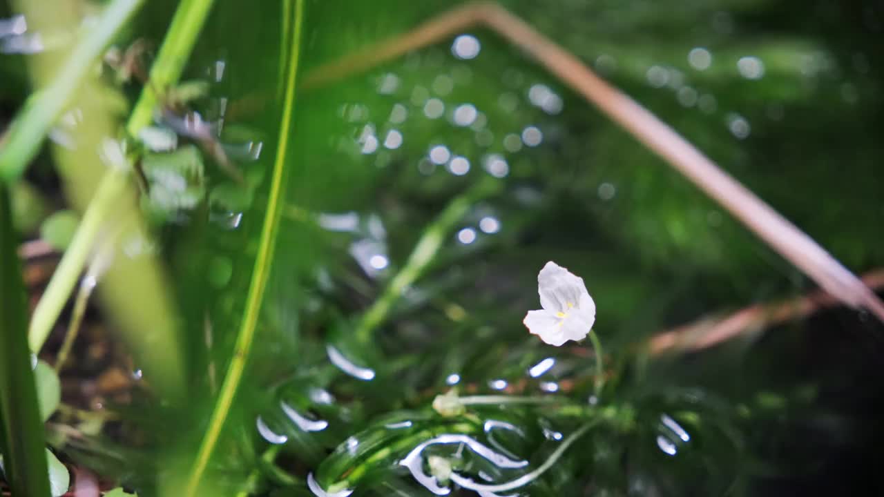 白花瓣视频素材