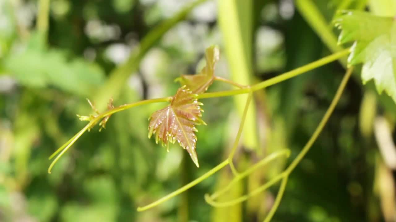 小甲虫在叶子上的生活视频素材