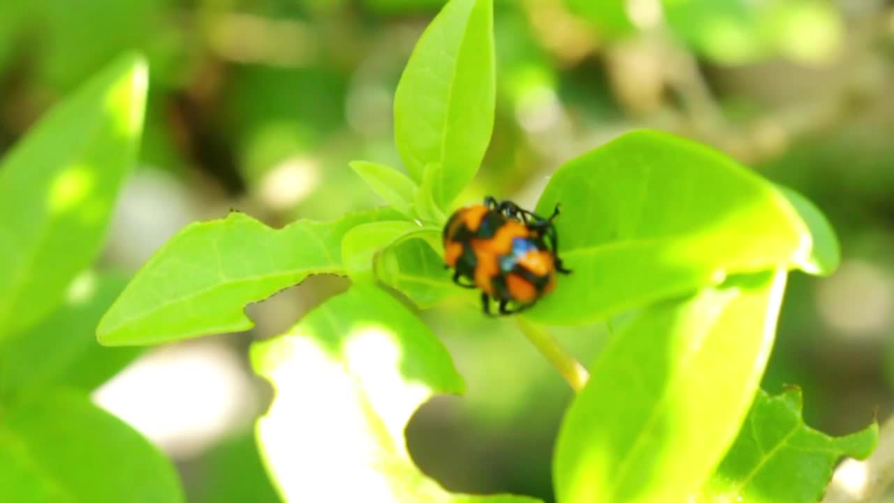 小甲虫在叶子上的生活视频素材