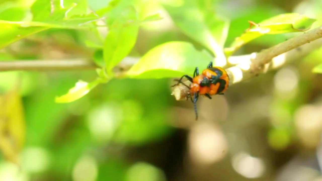 小甲虫在叶子上的生活视频素材