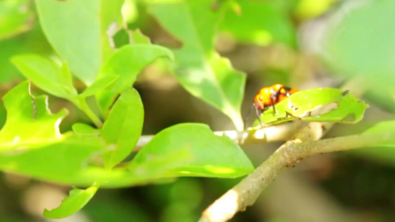 小甲虫在叶子上的生活视频素材