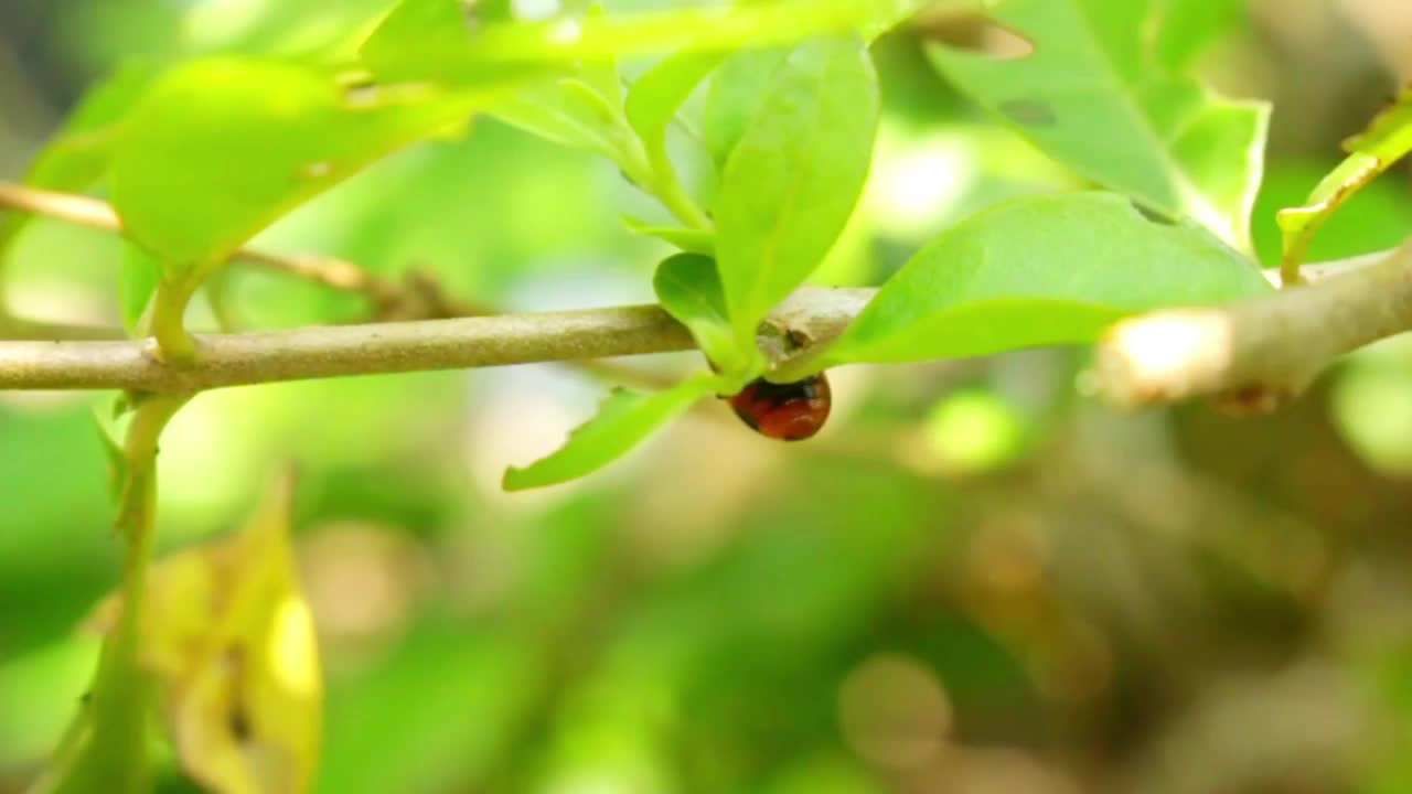 小甲虫在叶子上的生活视频素材