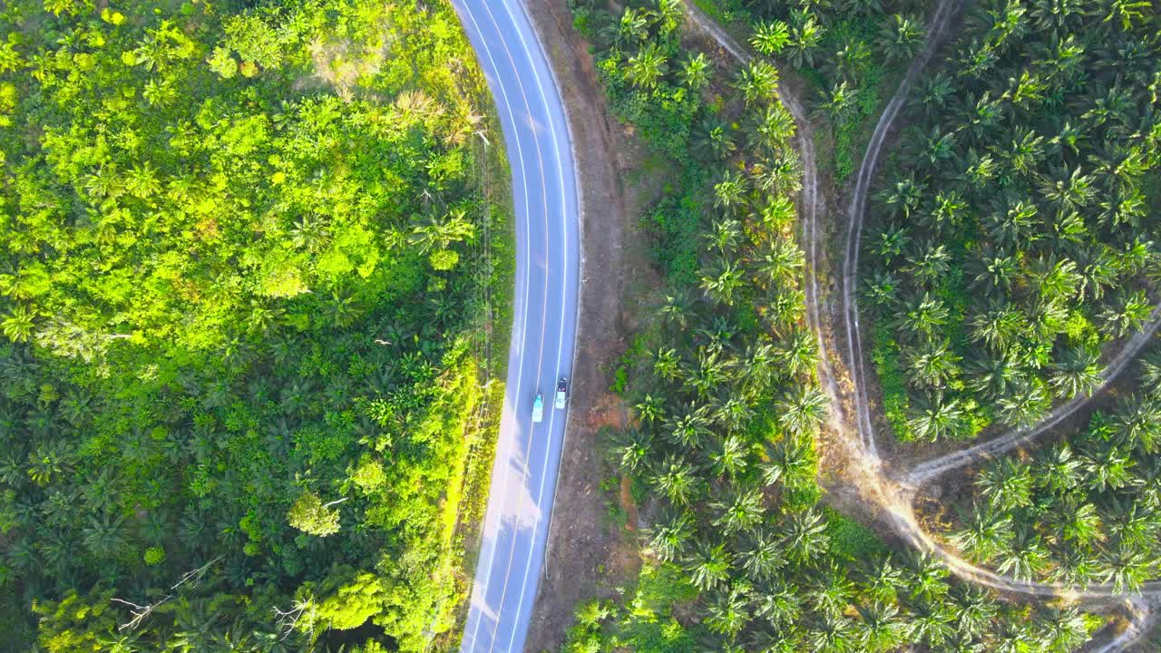 棕榈油公园鸟瞰路视频素材