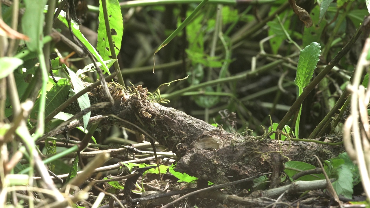 野鸟在树枝上觅食时警觉而有吸引力视频素材