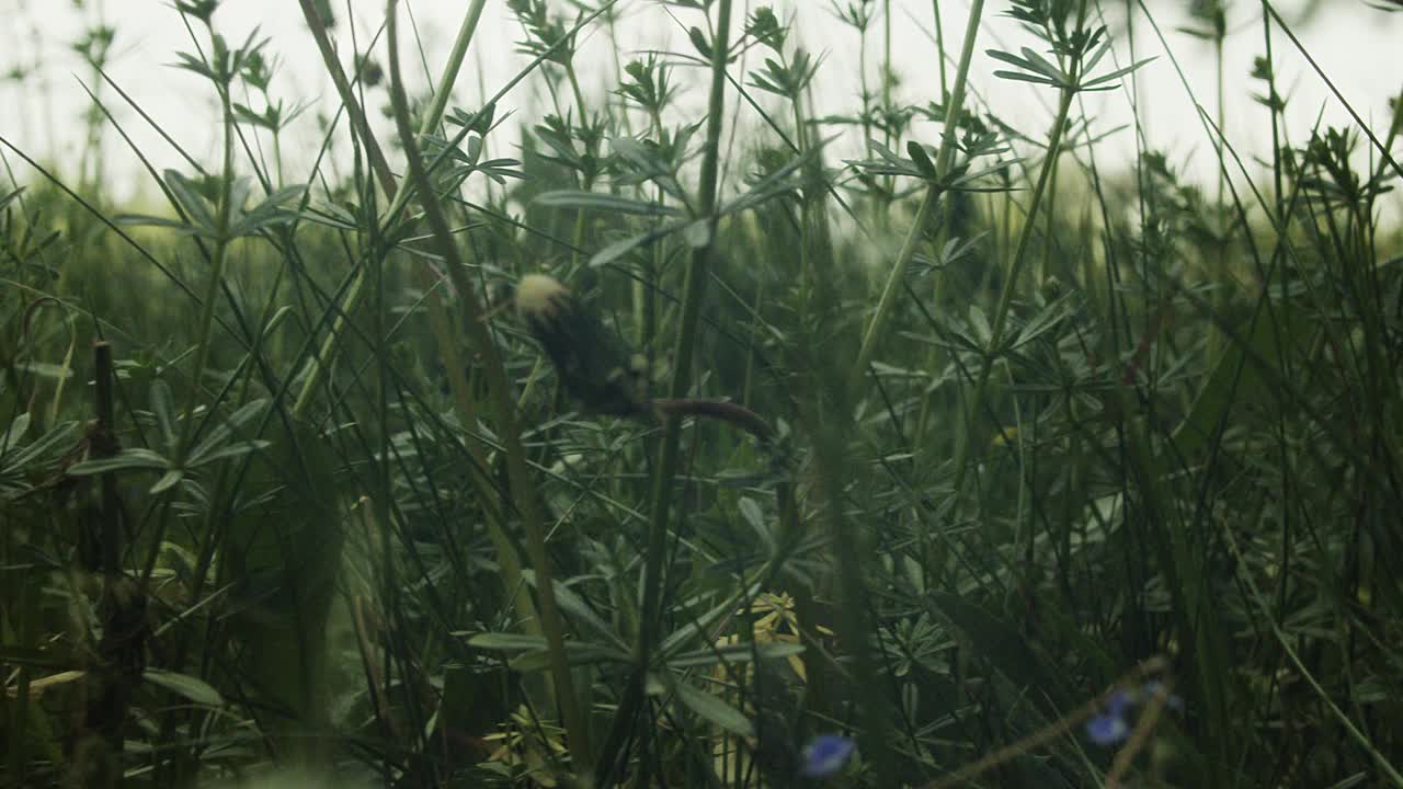 草甸草视频素材