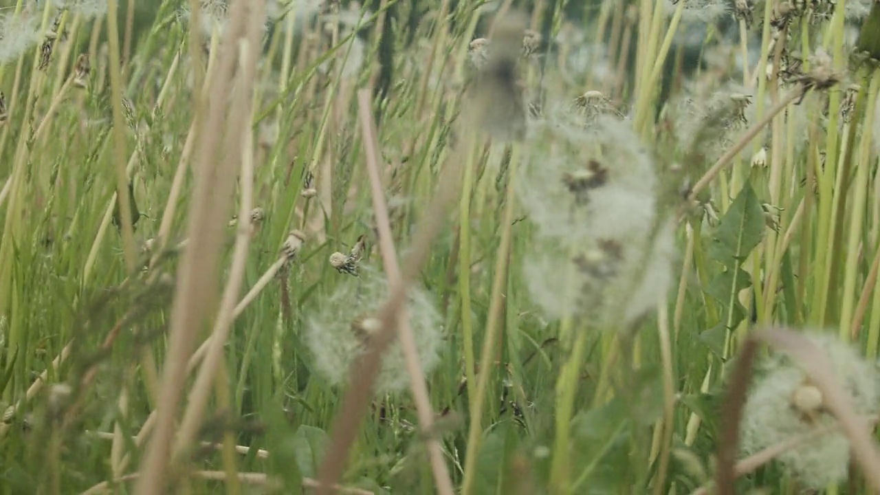 蒲公英长在田野上视频素材