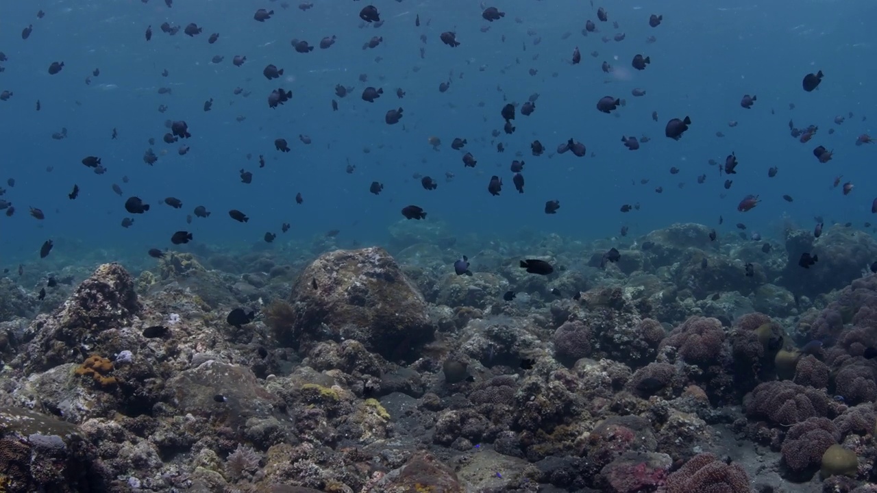 海洋生物视频素材