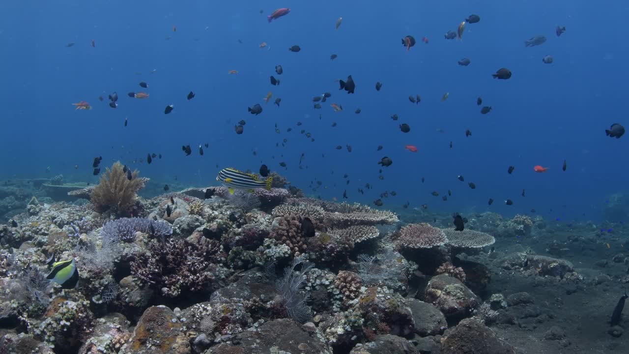 海洋生物视频素材