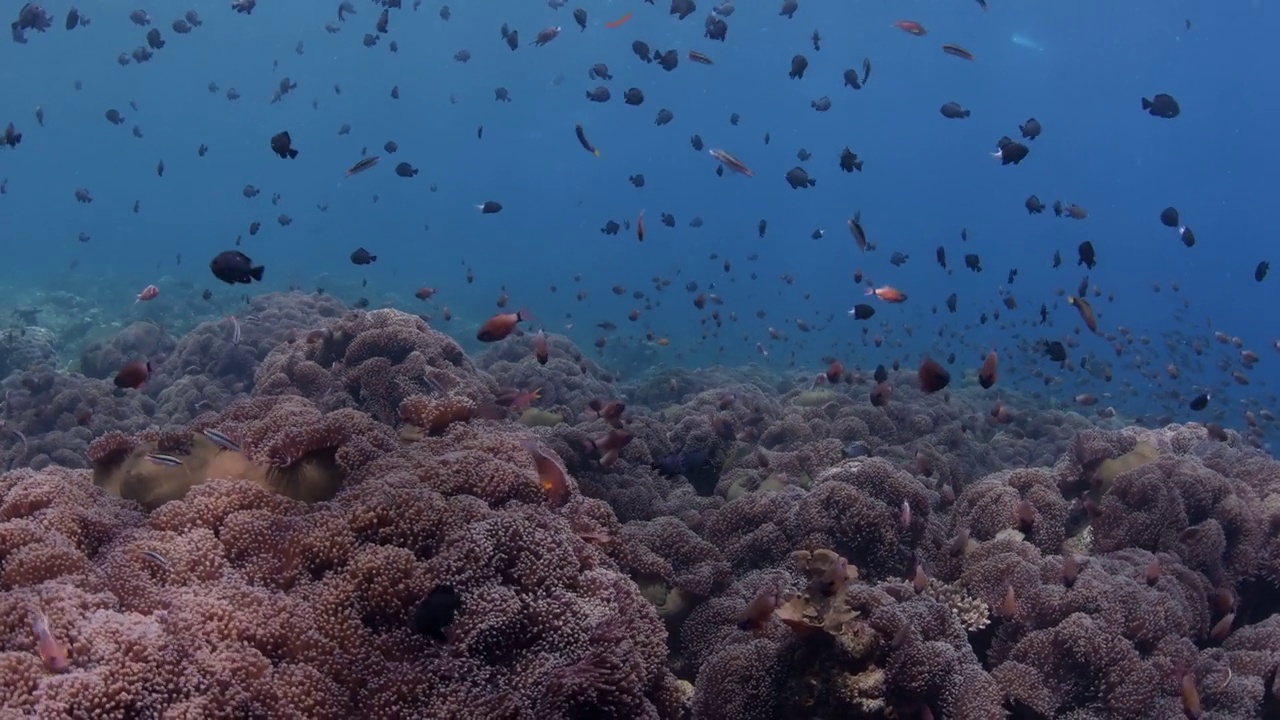 海洋生物视频素材