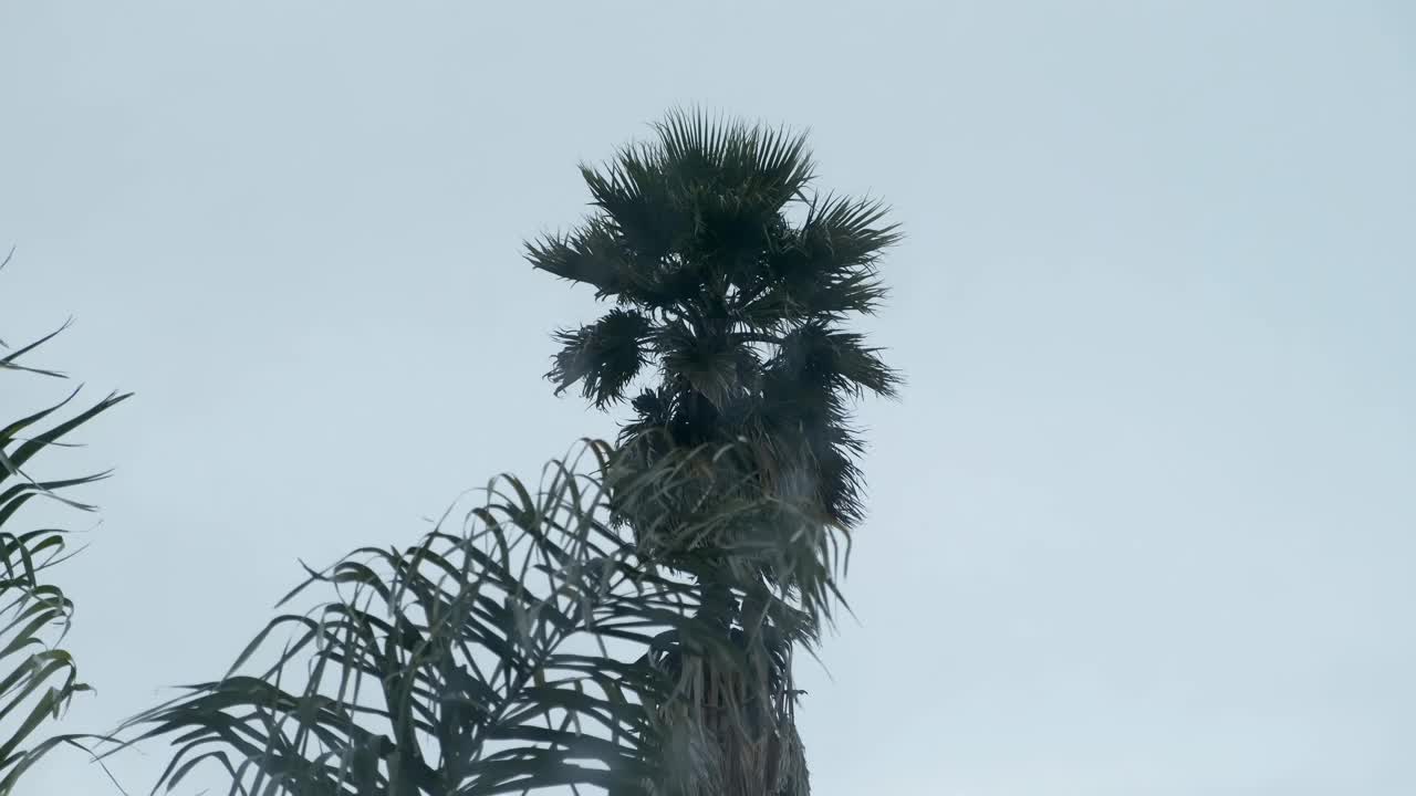 刮风午后的棕榈树视频下载