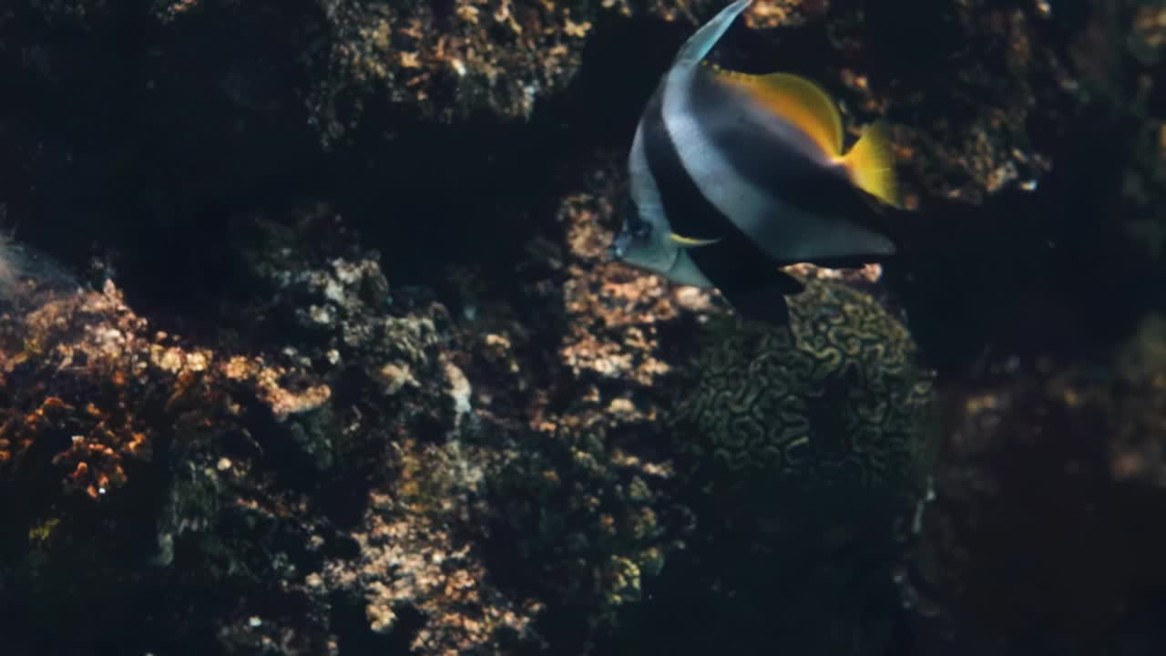 在一个有岩石和珊瑚的大型水族馆里游泳的黑白蝴蝶鱼(长鳍旗鱼或锦旗鱼)视频下载