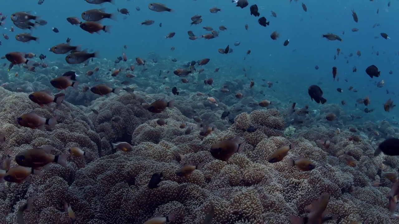 海洋生物视频素材